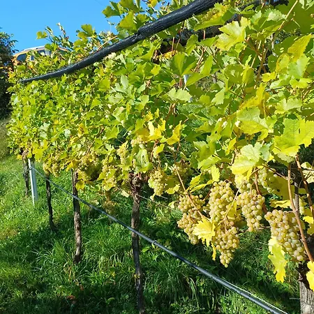 Appartement Haus Stierschneider *