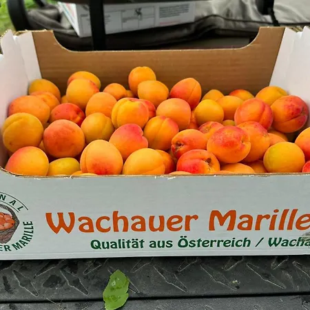 Haus Stierschneider Appartement