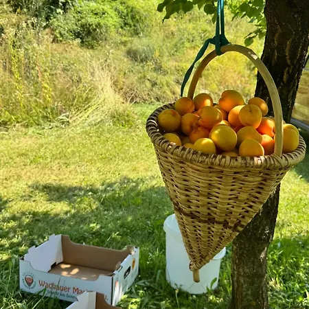 Haus Stierschneider Spitz an der Donau