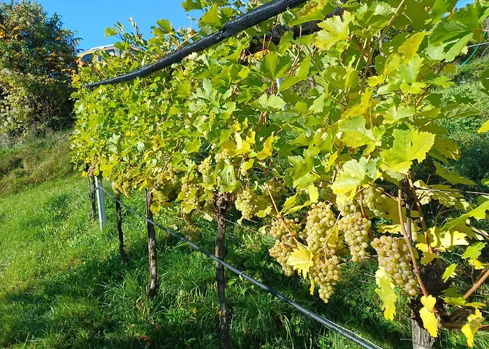 Apartament Haus Stierschneider *