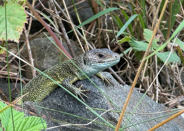 Apartament Haus Stierschneider Spitz an der Donau